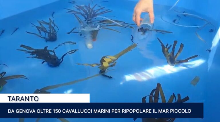 Immagine 2025-10-29 155057