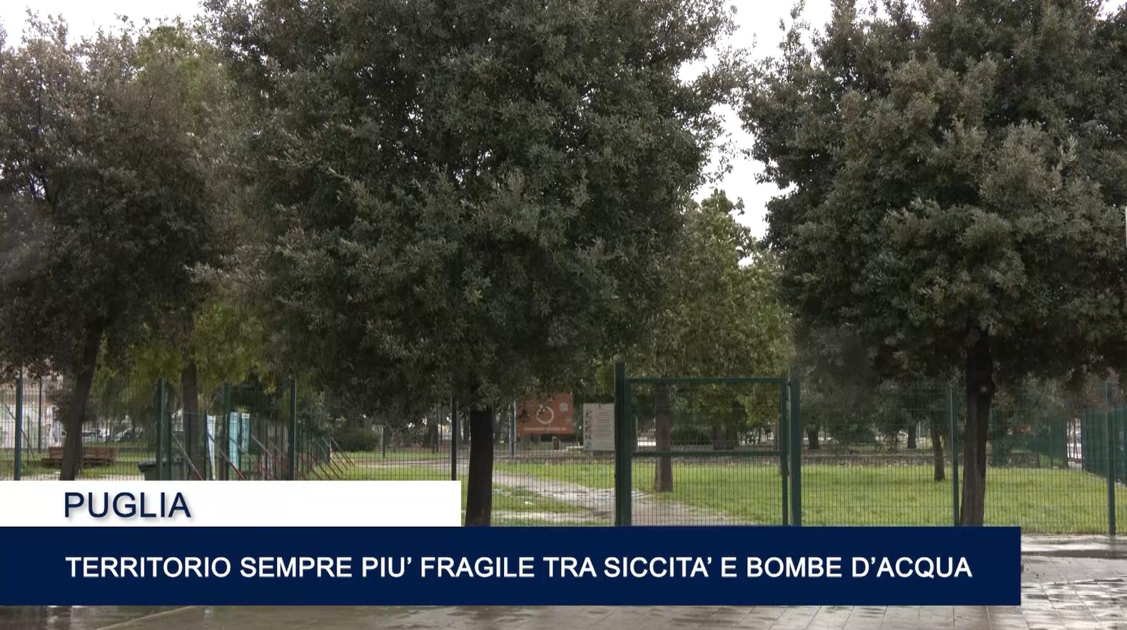 Immagine 2026-02-17 141101