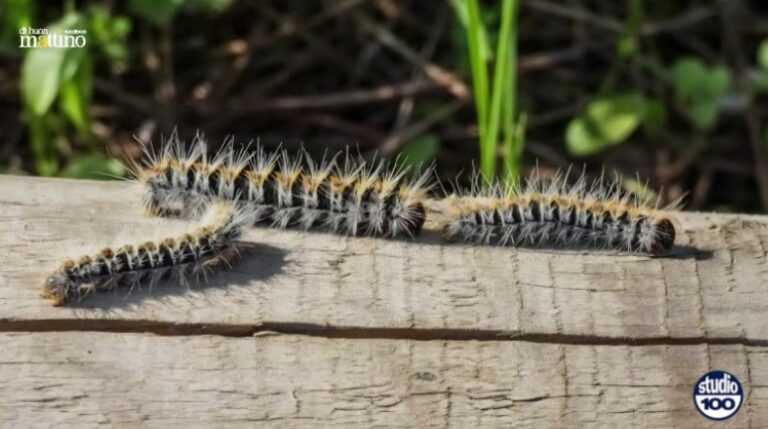 Immagine 2026-03-20 110056