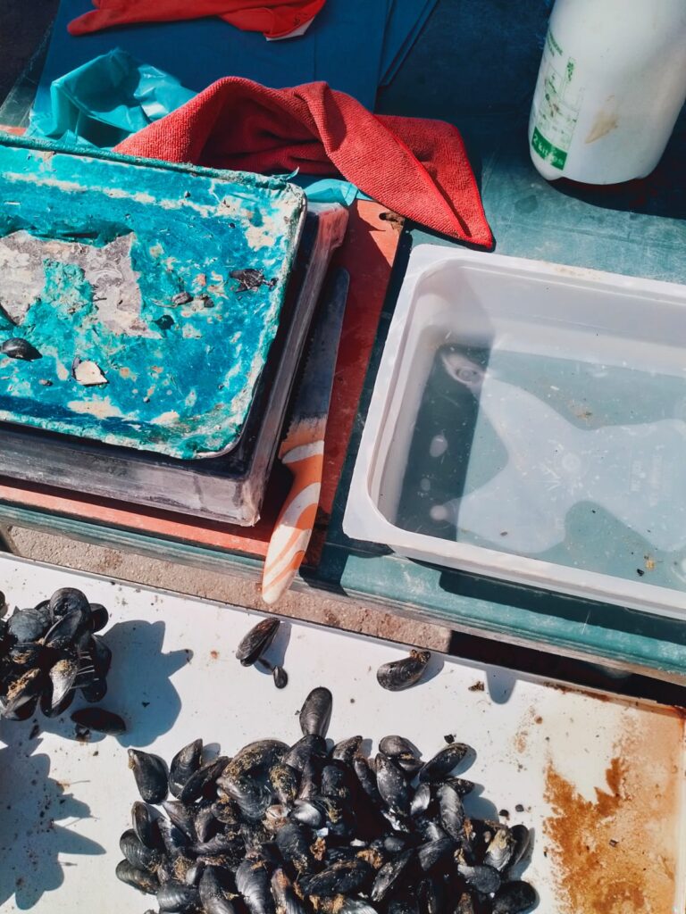 cozze